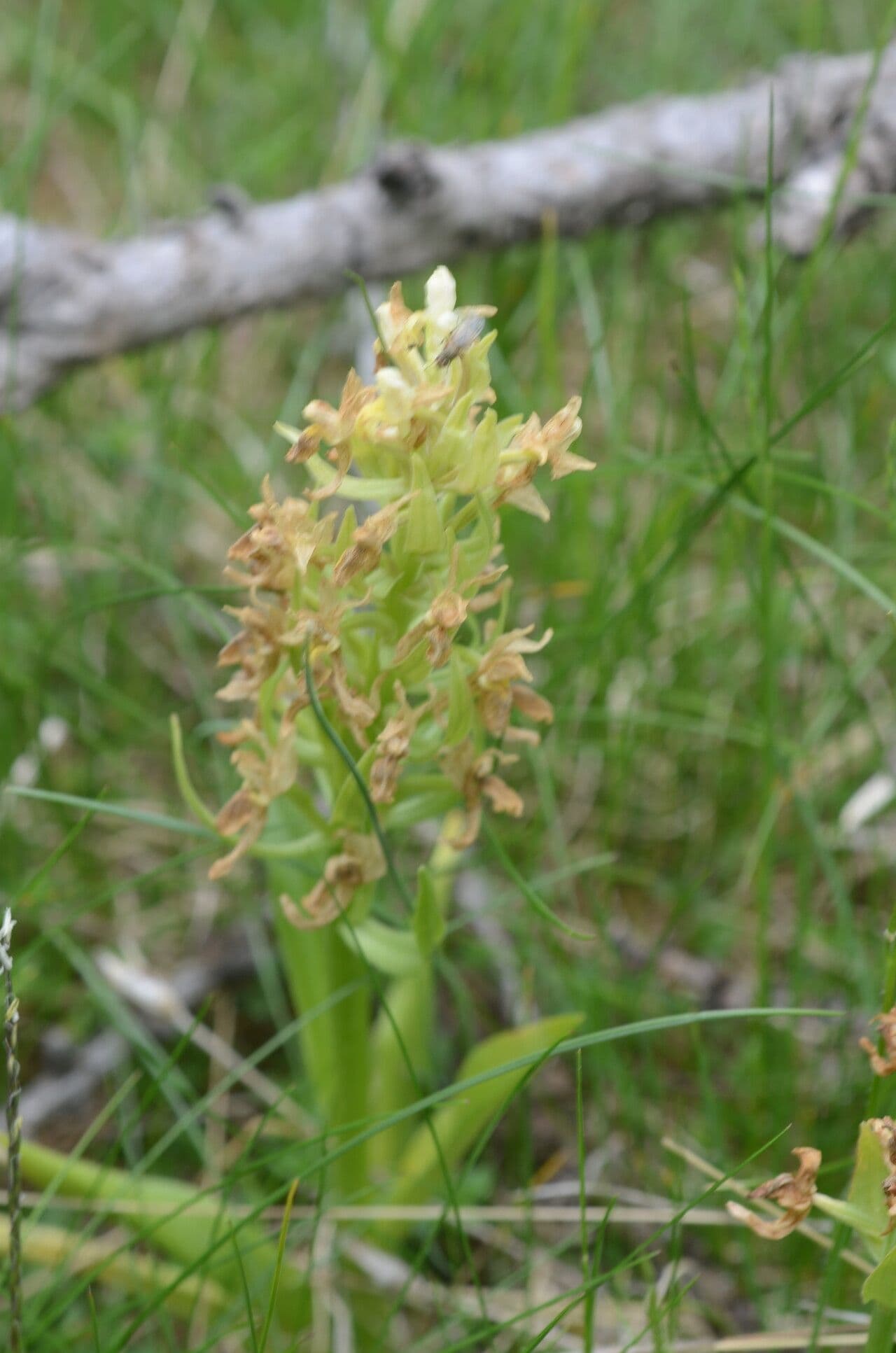 Orchidea sambucina 2