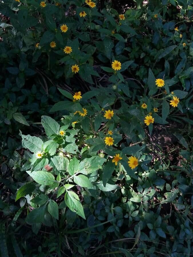 Mélampode divariqué 6