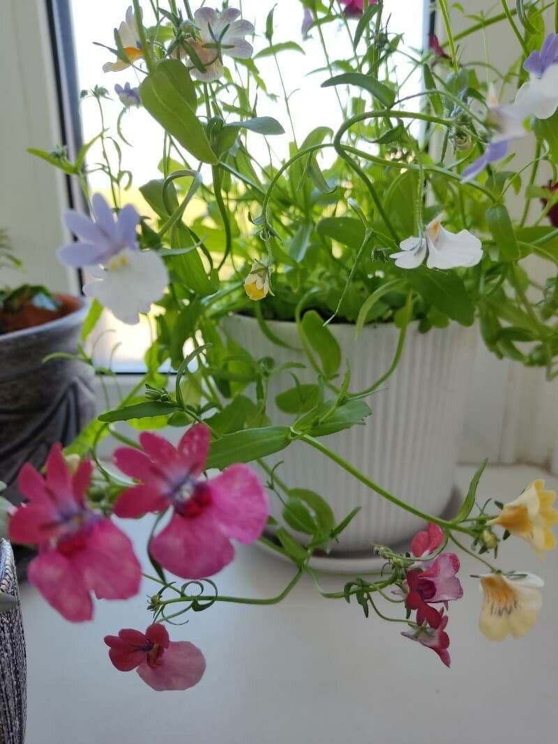 Nemesia 3