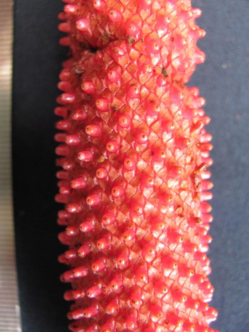 Anthurium 2
