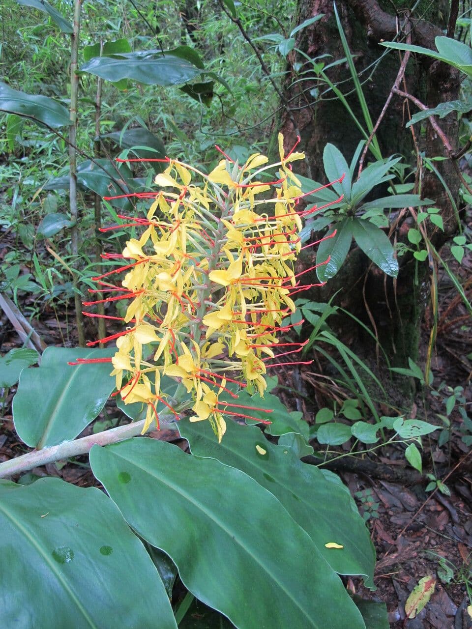 Zázvorník gardnerov 12