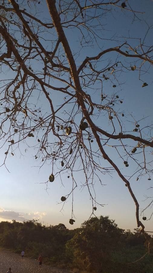 Sterculia 4