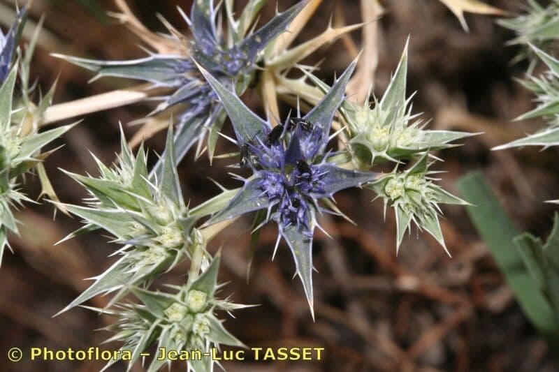 Panicaut 5