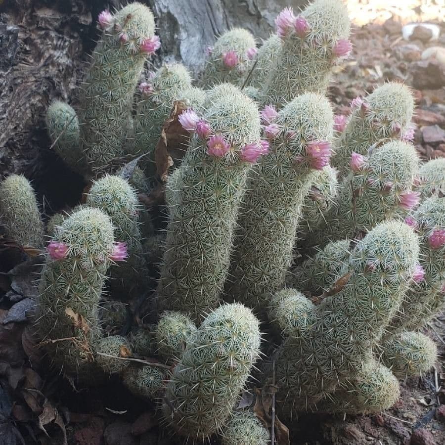 Cactus Mammillaria à queue de rat 10