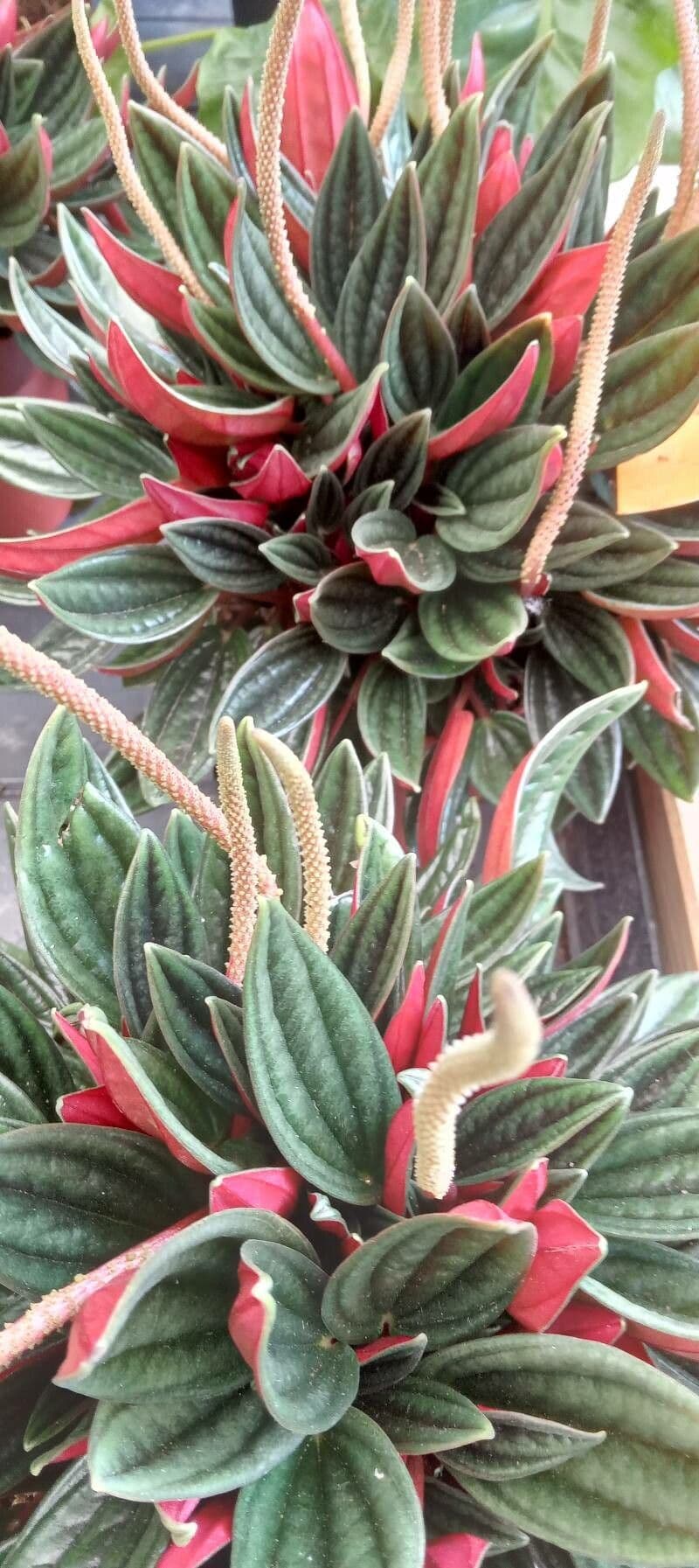 Peperomia 11