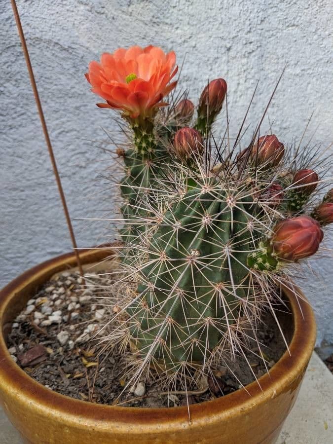 Echinocereus coccineus 25
