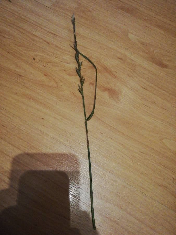 Festuca falascona 9