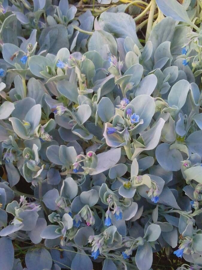 Mertensia marittima 3