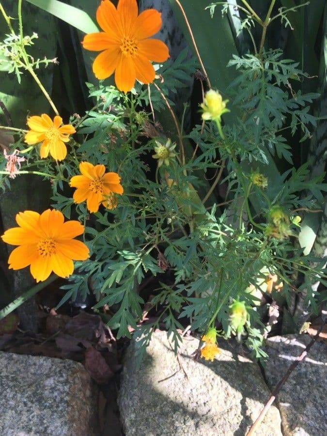 Schwefel-Cosmos 28