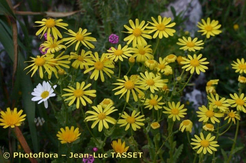 Senecio 7