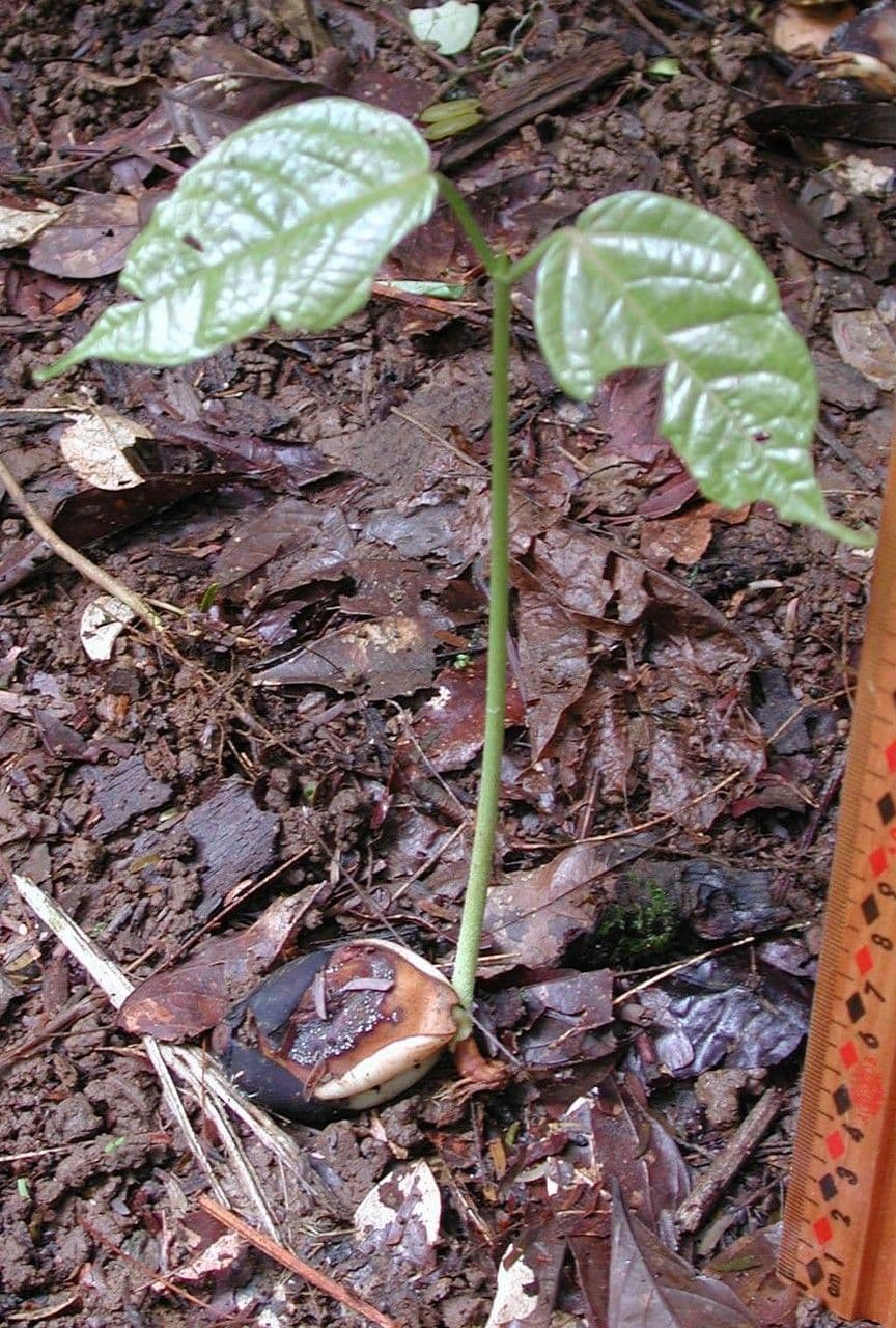 Sterculia 9