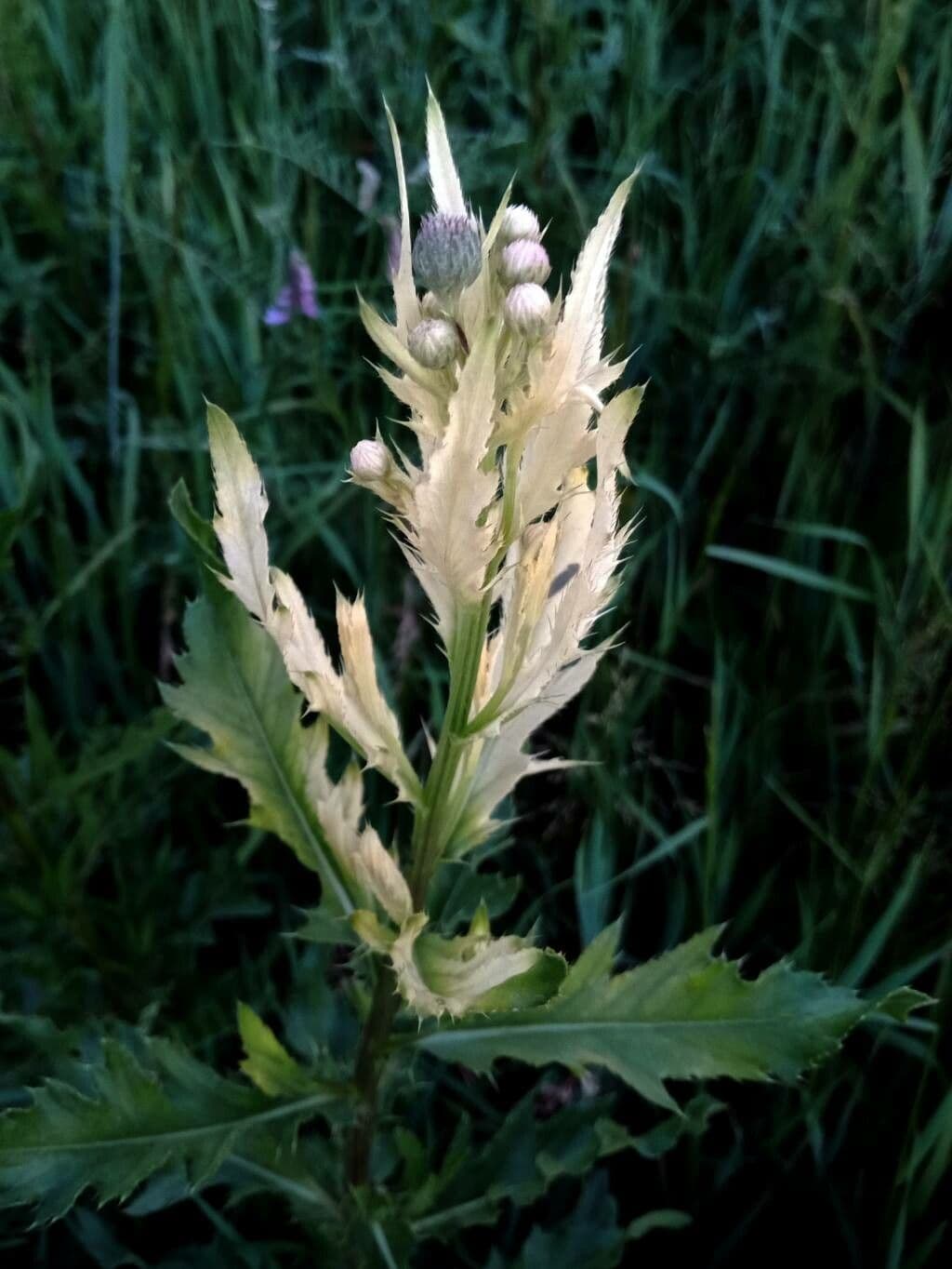 Cardo discolor 14