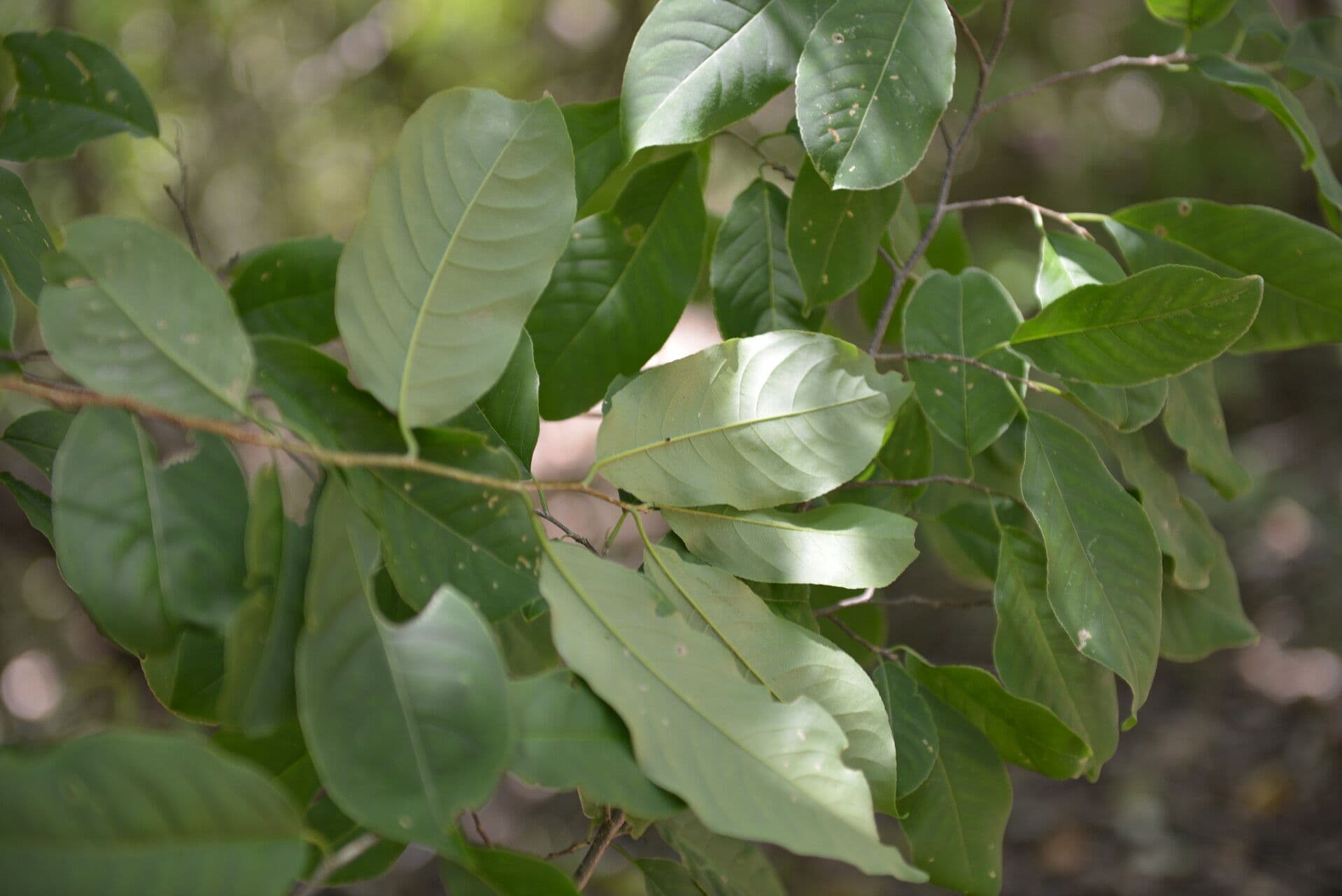 Casearia tremula 12