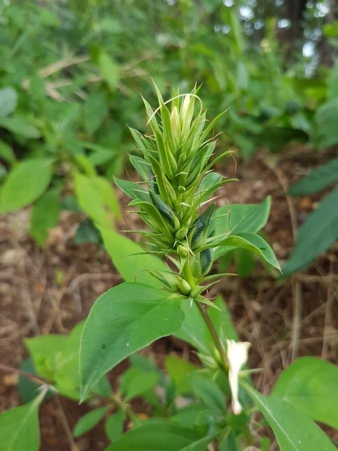 Barleria spinosa 14