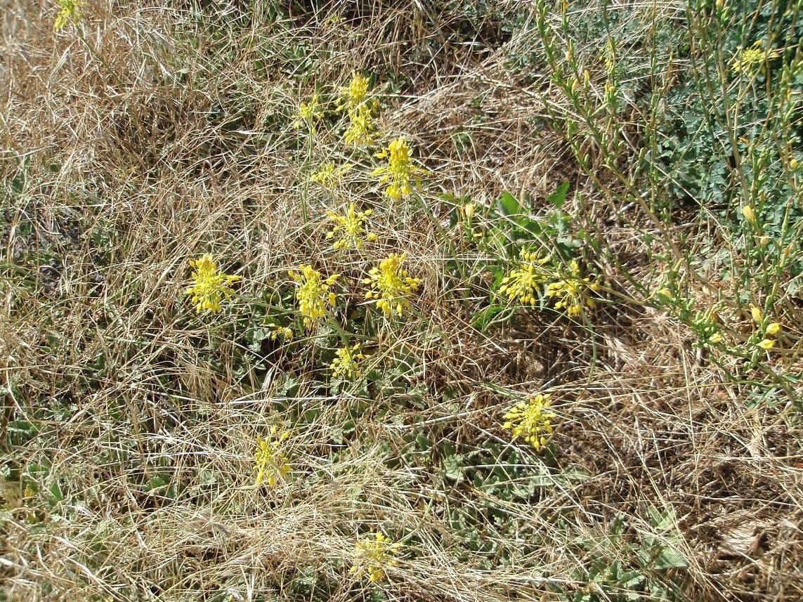 Ail jaune 9