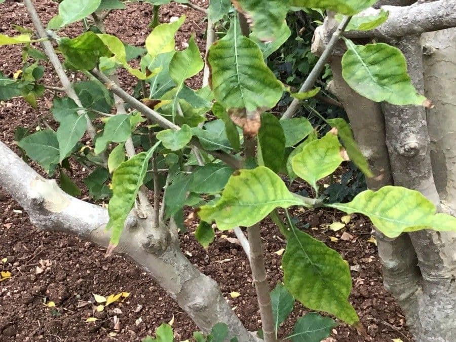 Gardenia 19
