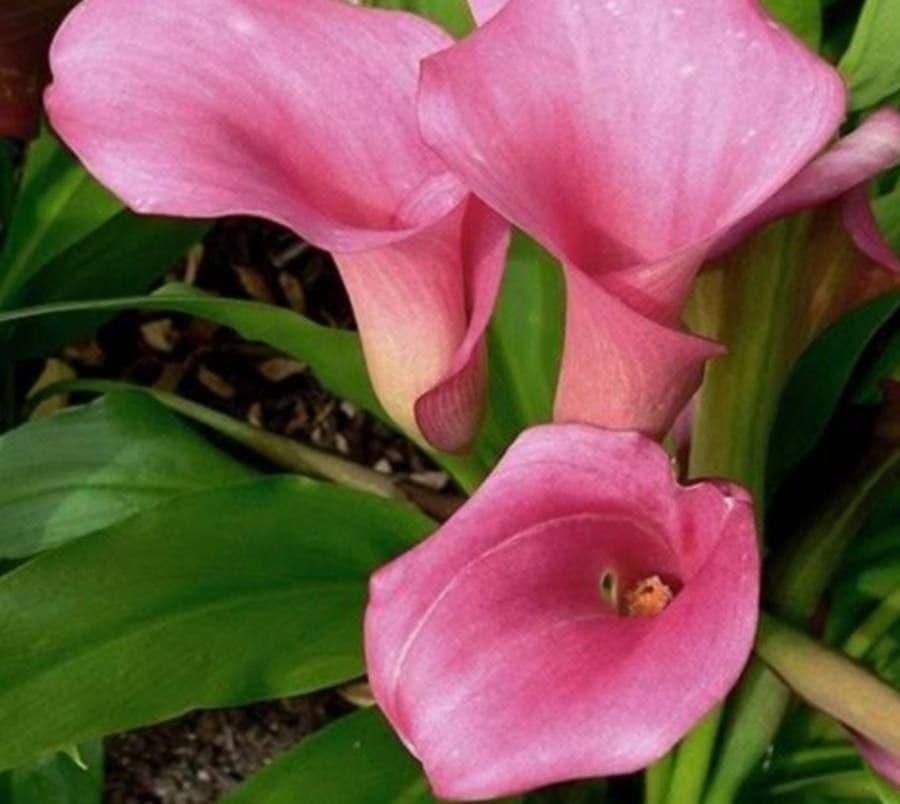 Calla 4