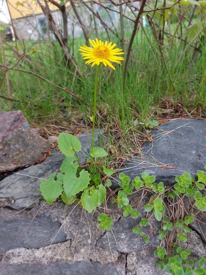 Plantain-leaf leopard's-bane 10