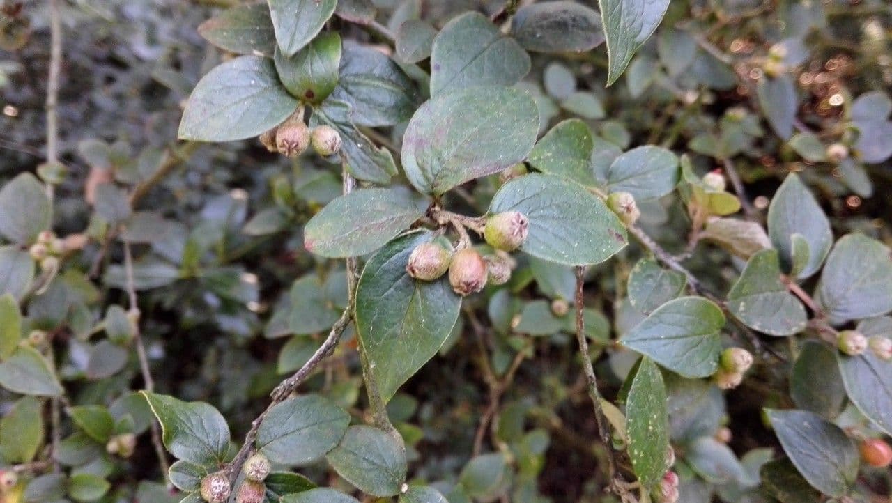 Cotoneaster de Diels