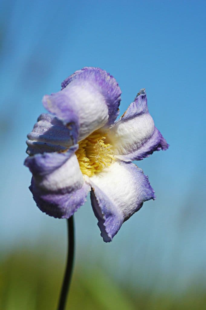 Clematide riccia 4