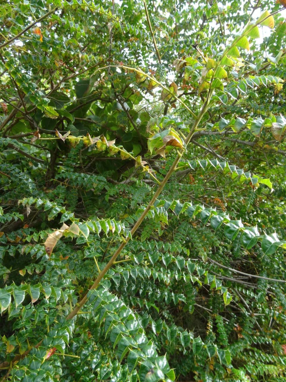 Giftesche 3