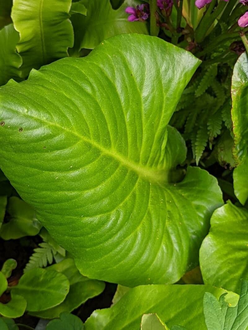 Bergenia purpurowa 7