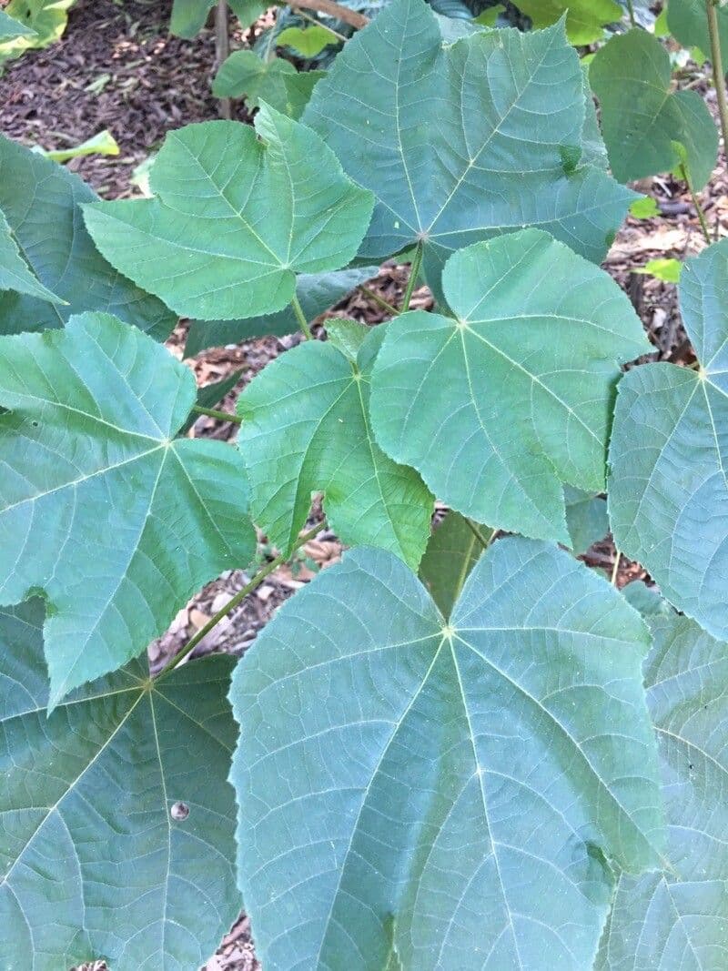 Dombeya burgessiae 20