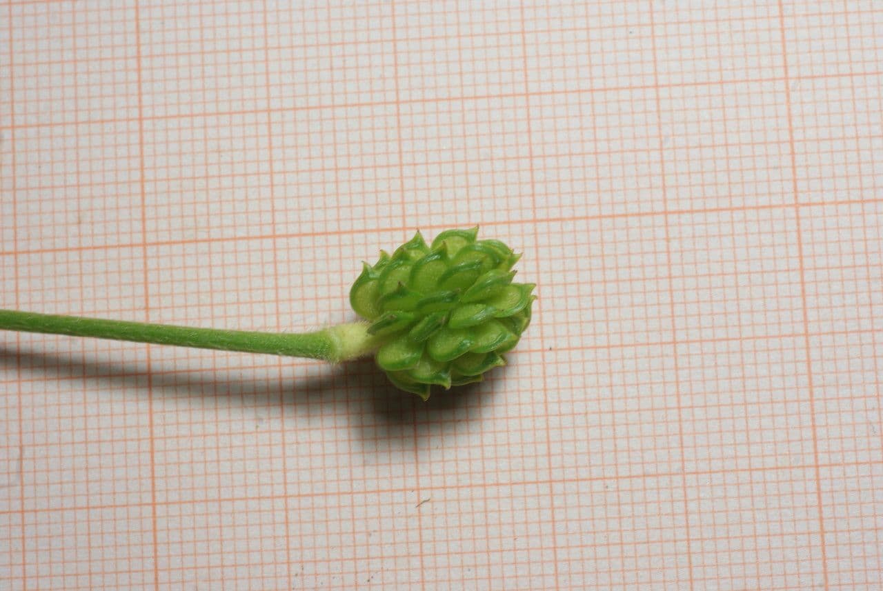 Ranuncolo macrophyllus 2