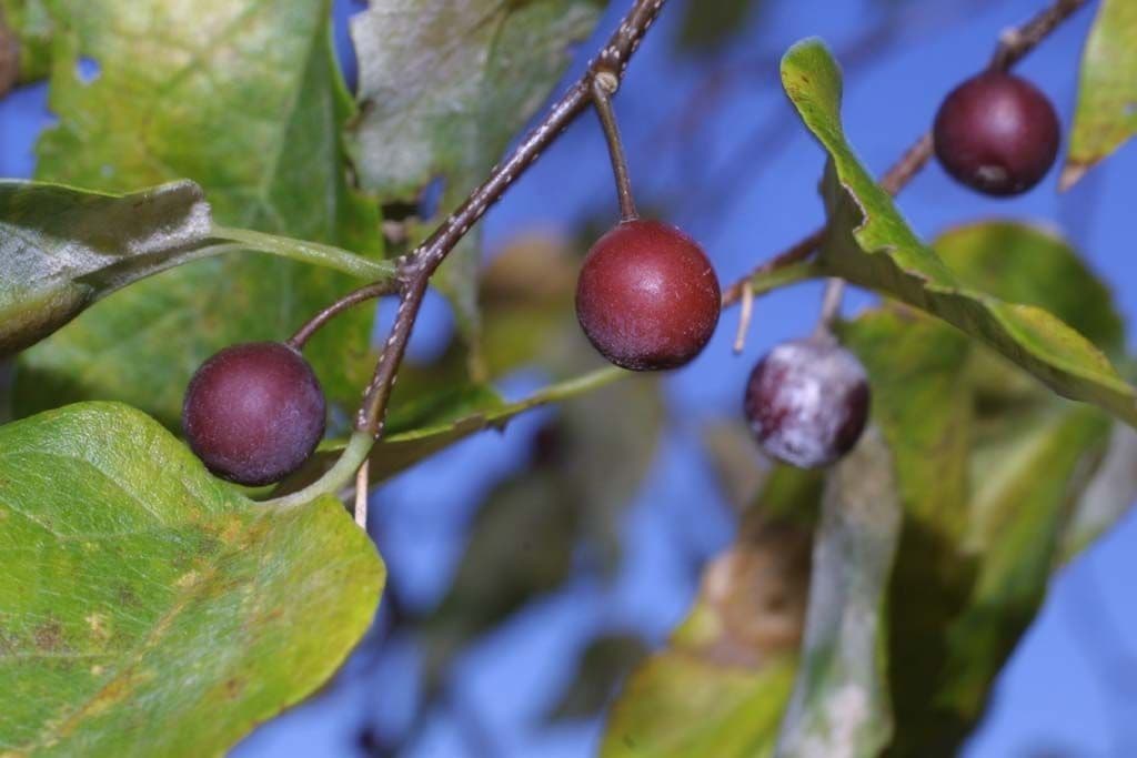 Celtis laevigata 2