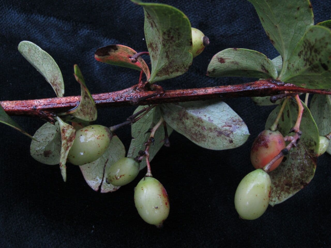 Graue Berberitze 5