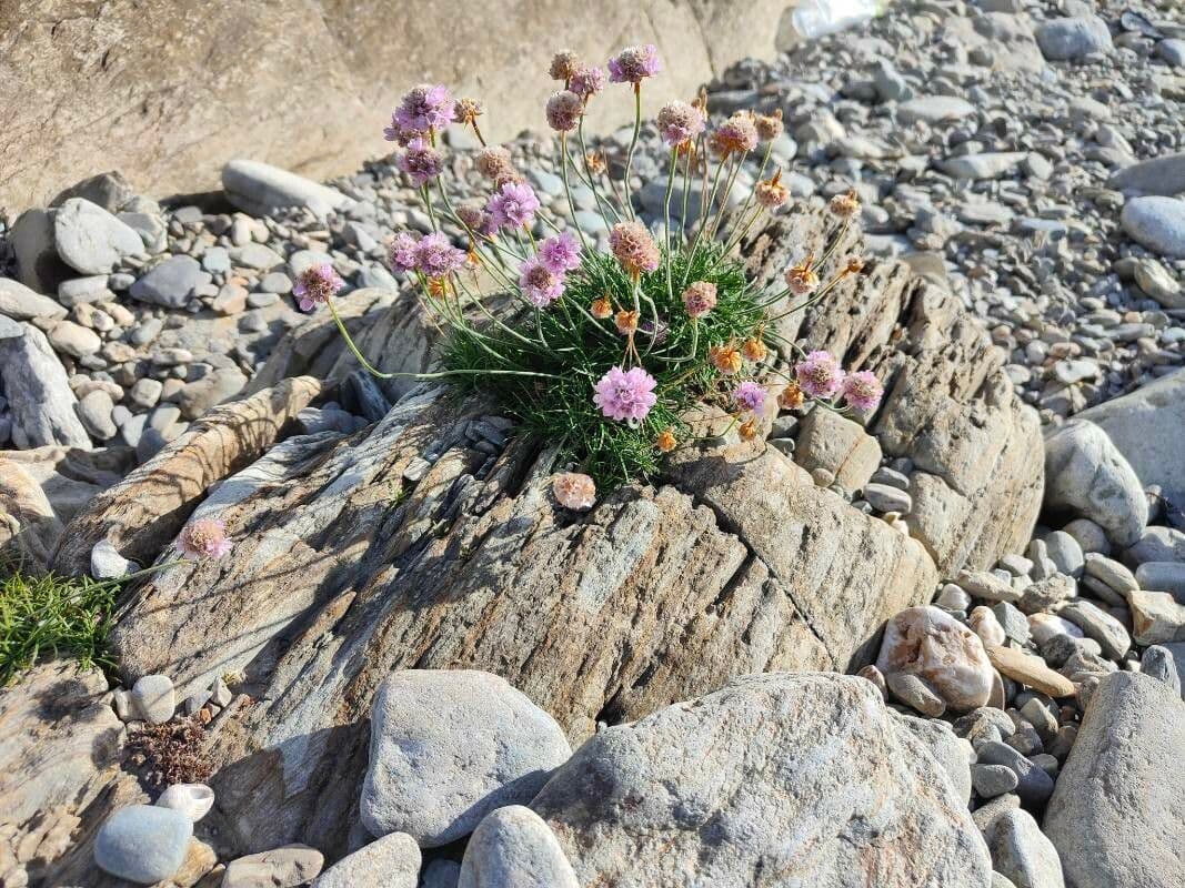 Armeria alpina 6
