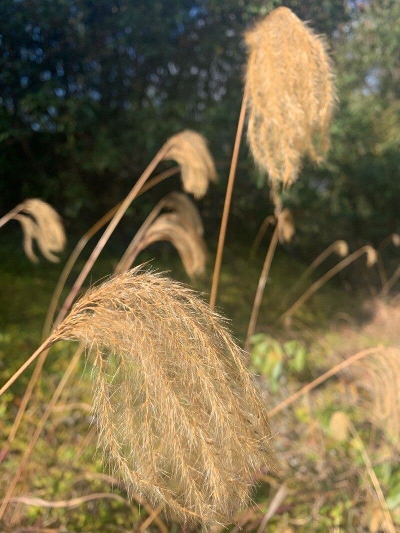 Erba argentea del Nepal 2