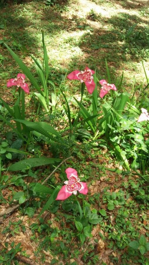 Tigridia 11