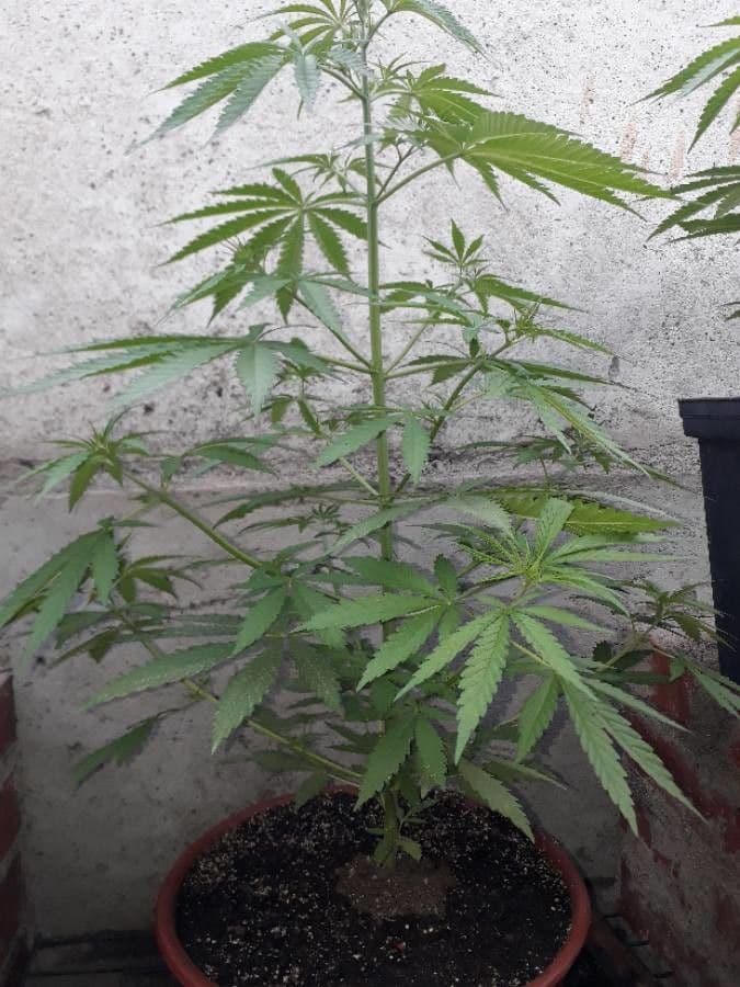 Canapa 11
