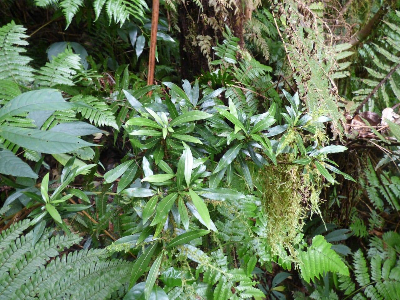 Psychotria 2