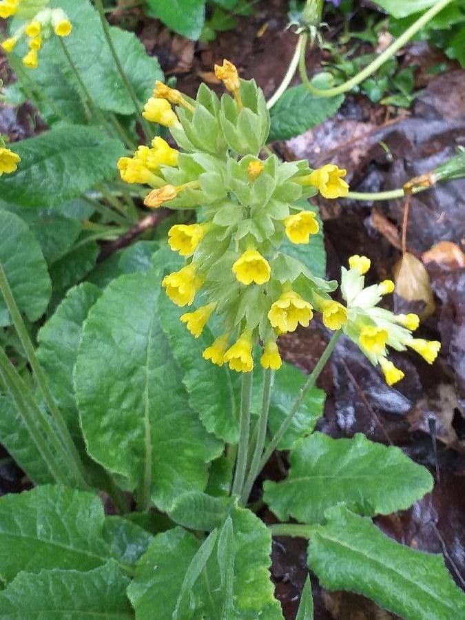 Primavera 14