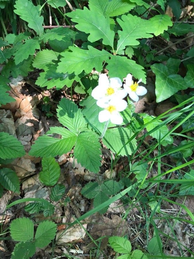 Moschus-Erdbeere 7