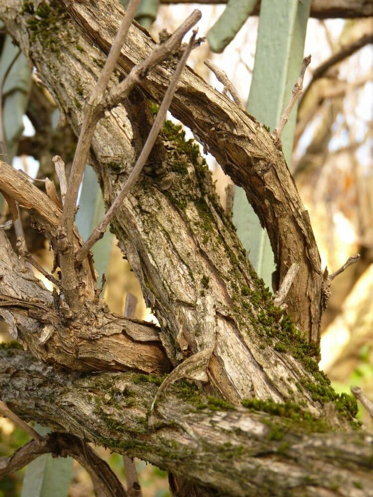 Trompeta de Virginia 25