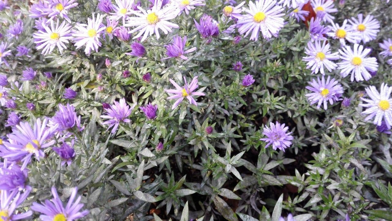 Glatte Aster 6