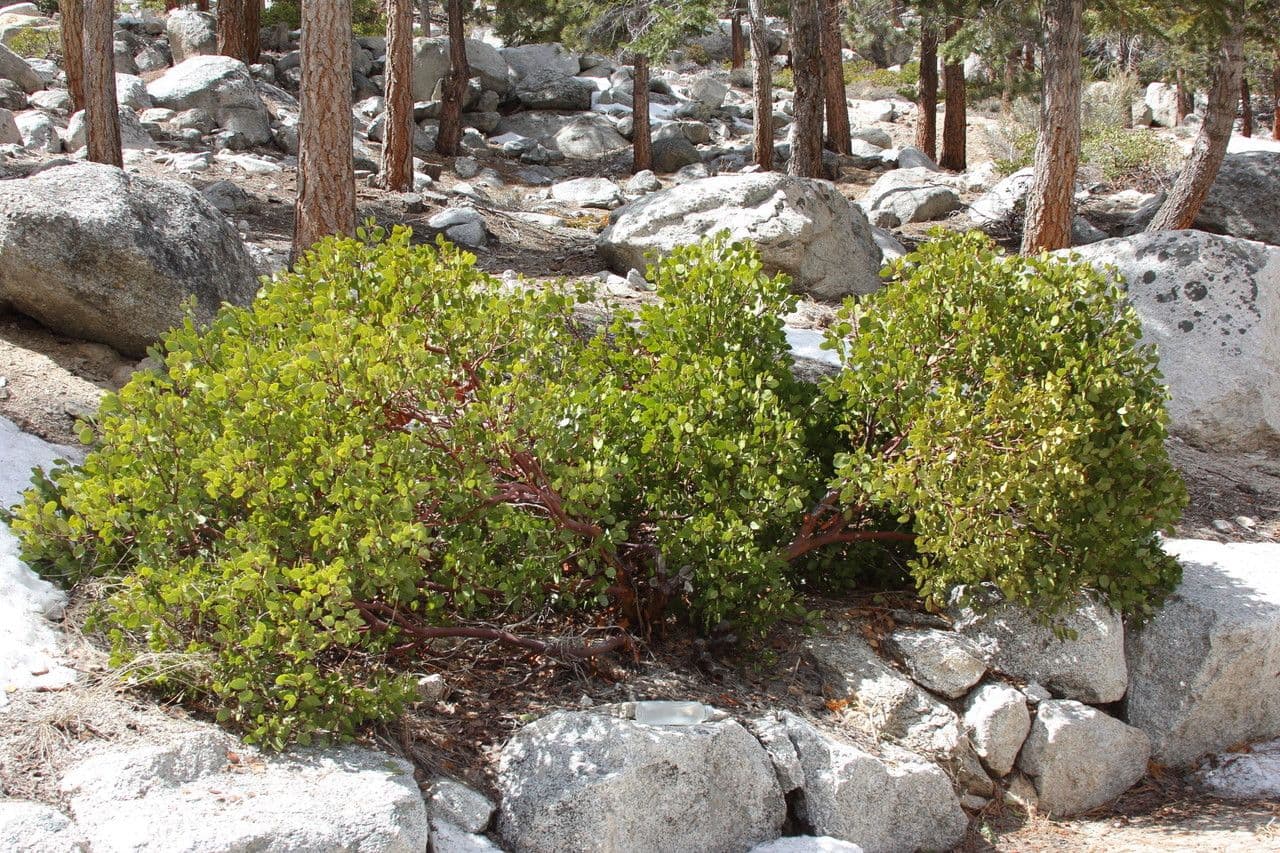 Arbutus patula 24