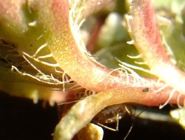 Saxifrage paniculée 25