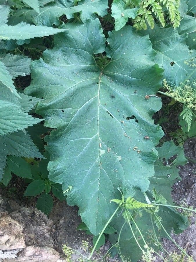 Bardana selvatica 17