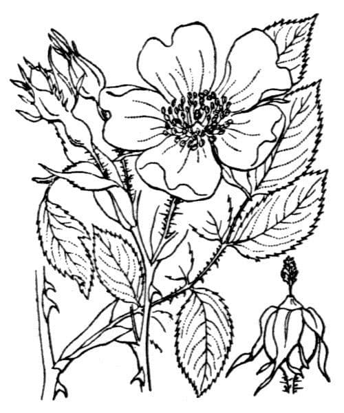 Rosa 26
