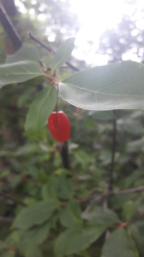 Elaeagnus multiflora 5