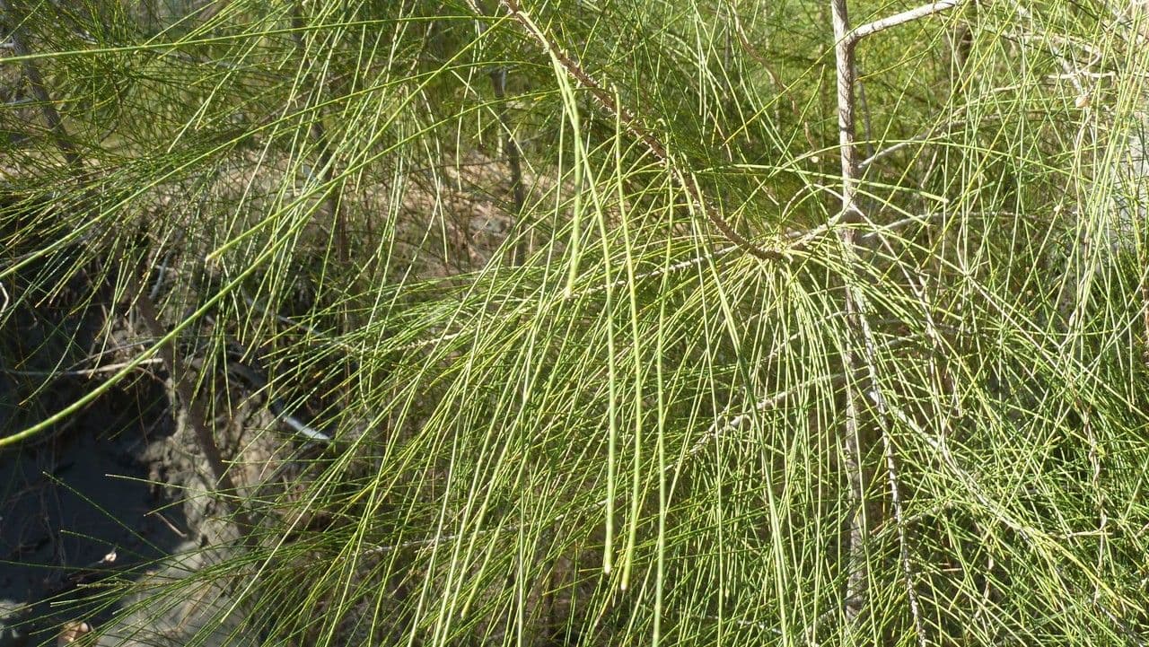 Allocasuarina glauque 13