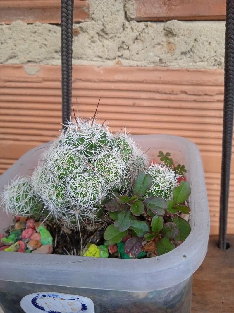 Cactus 4