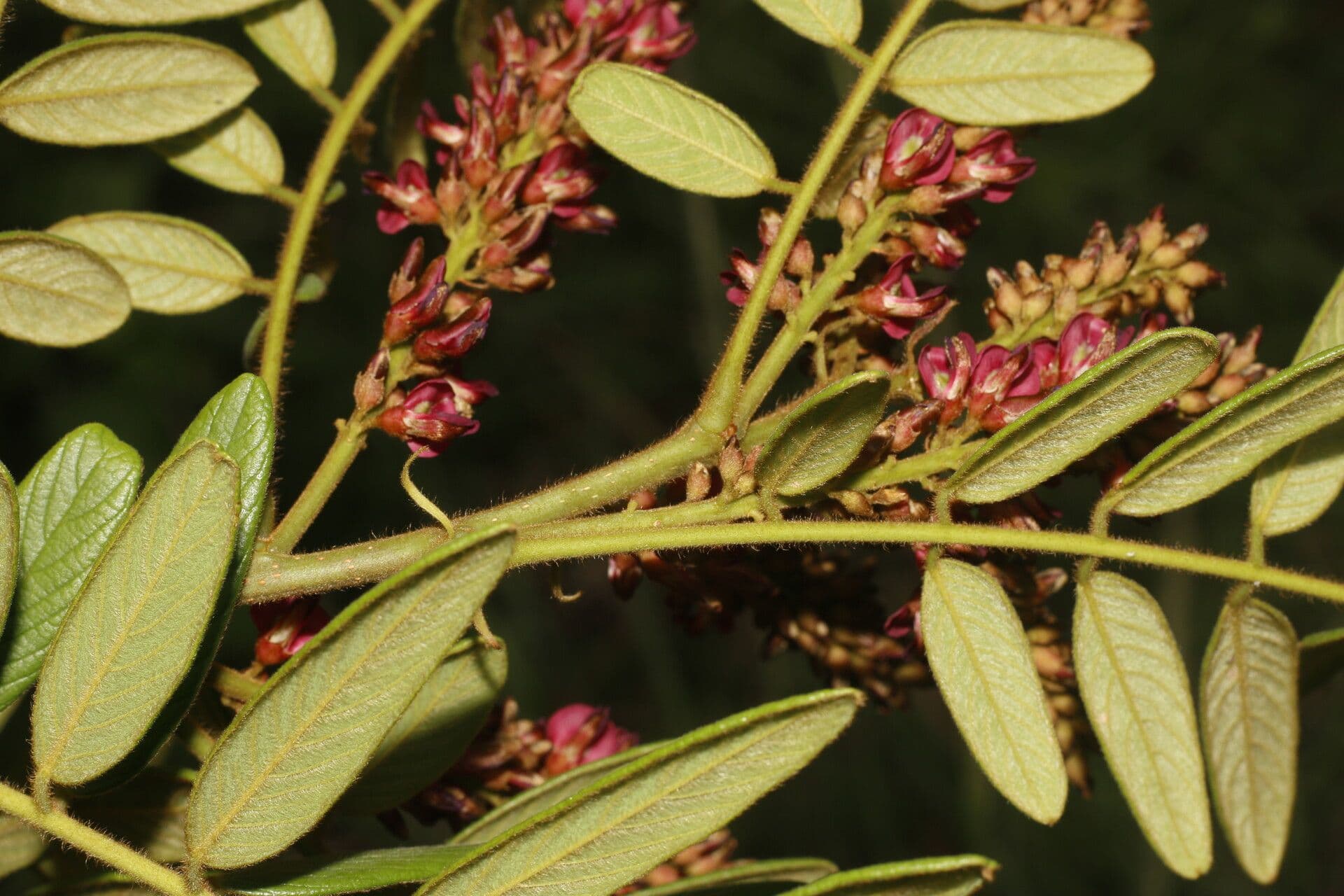 Lonchocarpus 2