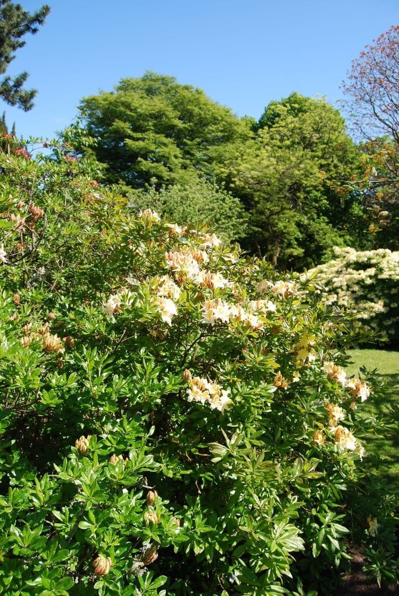 Azalea occidentale 7