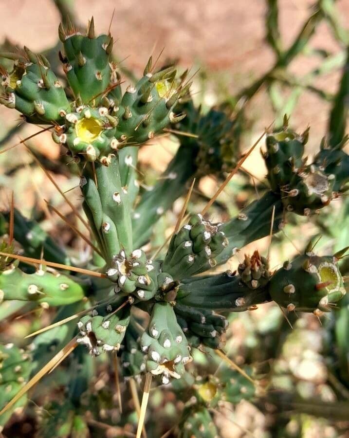 Cholla di Klein 8