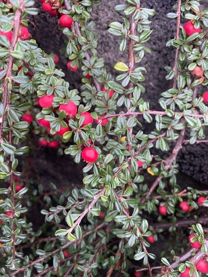 Cotoneaster 4